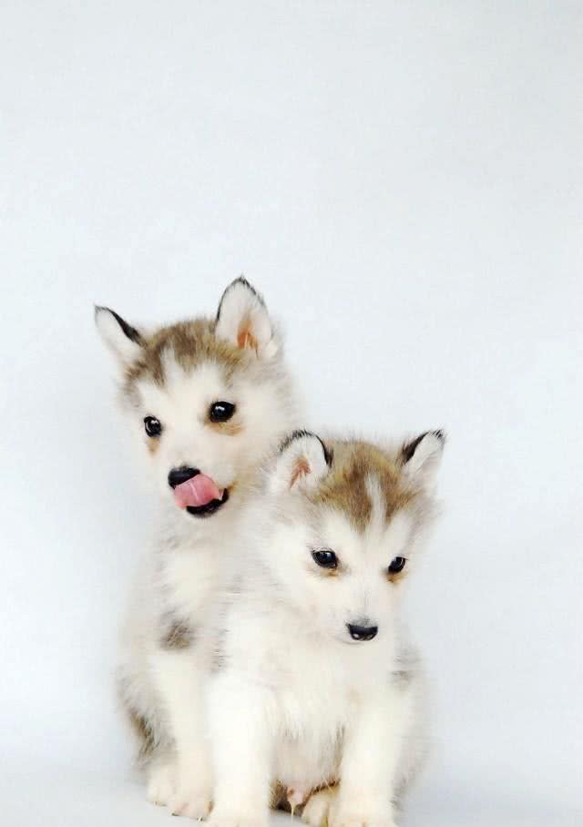 训练出一只爱干净的宠物狗