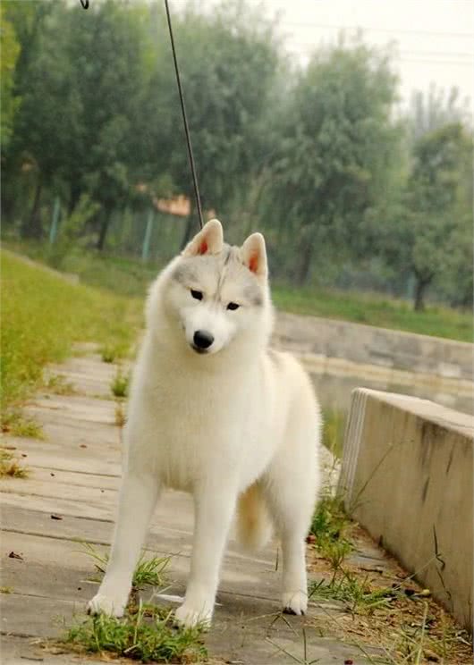 训练出一只爱干净的宠物狗