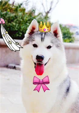 训练出一只爱干净的宠物狗