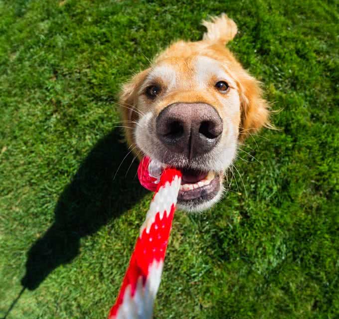 你的狗狗为什么会挖/刨地毯?