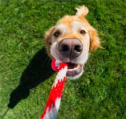 你的狗狗为什么会挖/刨地毯?