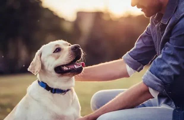 揭秘狗狗的天性特点，为何它们成为人类的最佳伙伴?