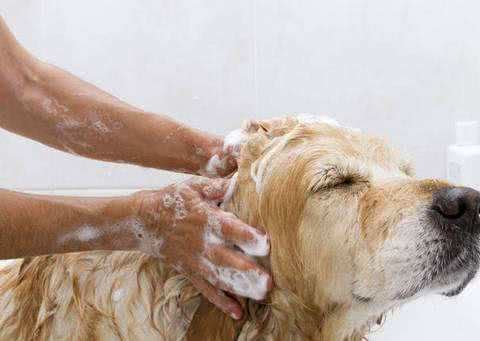 你家宠物做美容了吗?