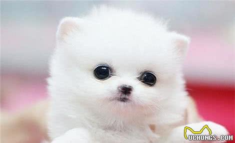 你家宠物做美容了吗?