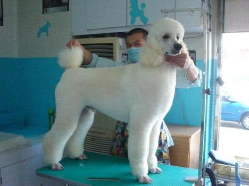 你家宠物做美容了吗?