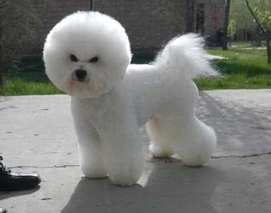 你家宠物做美容了吗?