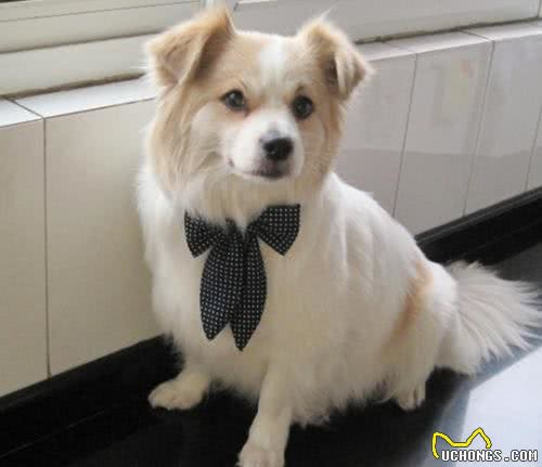 你家宠物做美容了吗?