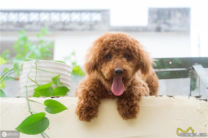 不同年龄阶段的狗狗，饮食需要注意什么?