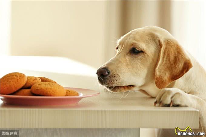 不同年龄阶段的狗狗，饮食需要注意什么?