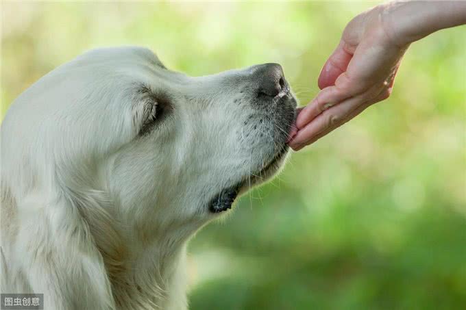 不同年龄阶段的狗狗，饮食需要注意什么?