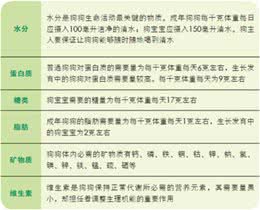 不同年龄阶段的狗狗，饮食需要注意什么?