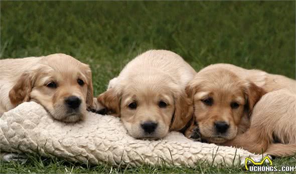 5个要点,调教狗狗温顺的性格