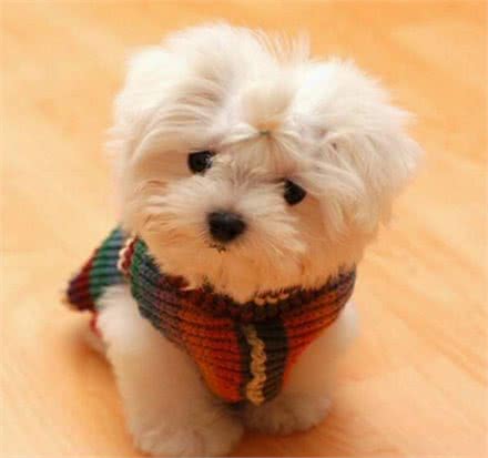 5个要点,调教狗狗温顺的性格