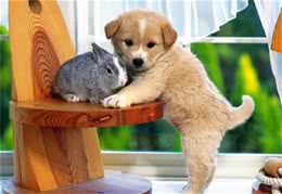 5个要点，调教狗狗温顺的性格