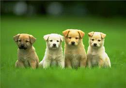 养狗须知:幼犬吃什么的东西，会比较合适?喂养注意事项分享