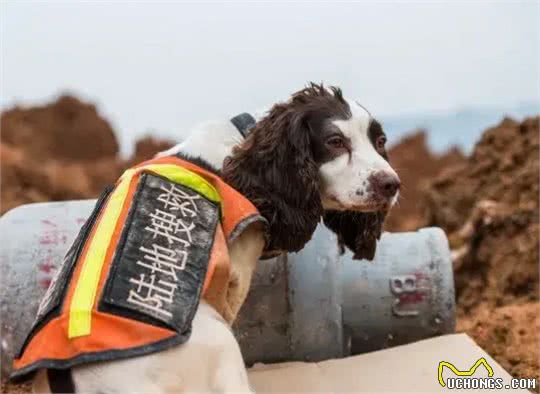 全网都在教育狗，却忽视了对人的教育—关于人与狗的关系的思考