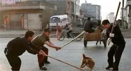 全网都在教育狗，却忽视了对人的教育—关于人与狗的关系的思考