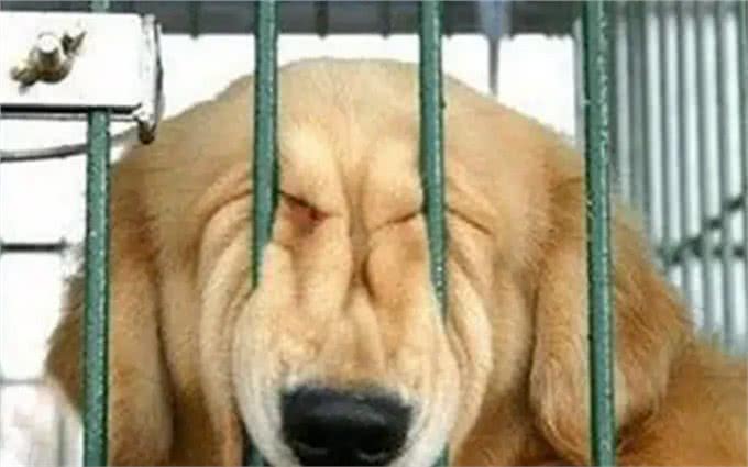 全网都在教育狗，却忽视了对人的教育—关于人与狗的关系的思考