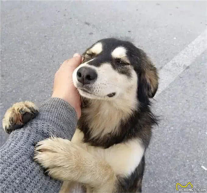 全网都在教育狗，却忽视了对人的教育—关于人与狗的关系的思考