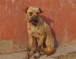 全网都在教育狗，却忽视了对人的教育—关于人与狗的关系的思考