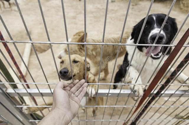 狗狗胆小吠人，可能患有人类恐惧症这些事不要做，小心它咬你