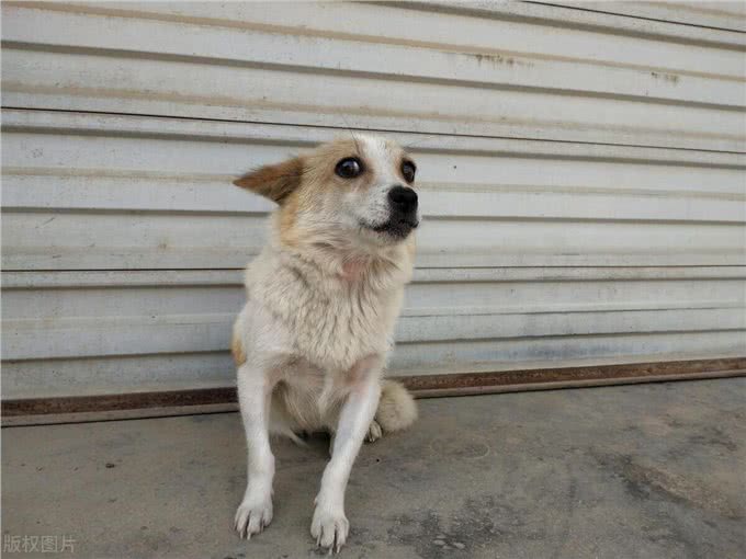 狗狗胆小吠人，可能患有人类恐惧症这些事不要做，小心它咬你