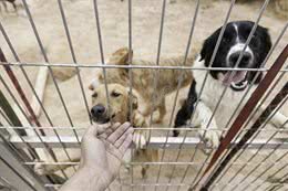 狗狗胆小吠人，可能患有人类恐惧症这些事不要做，小心它咬你