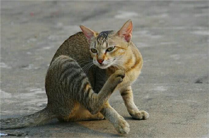 最受欢迎的六种宠物猫，第一名永远活在痛苦中