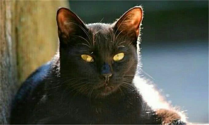 最受欢迎的六种宠物猫，第一名永远活在痛苦中