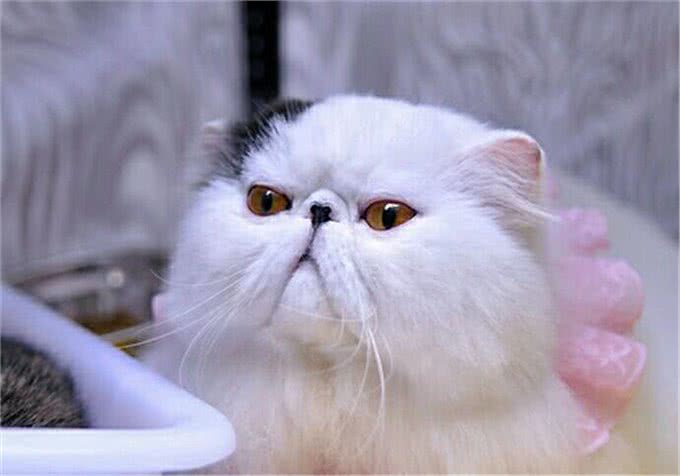 最受欢迎的六种宠物猫，第一名永远活在痛苦中