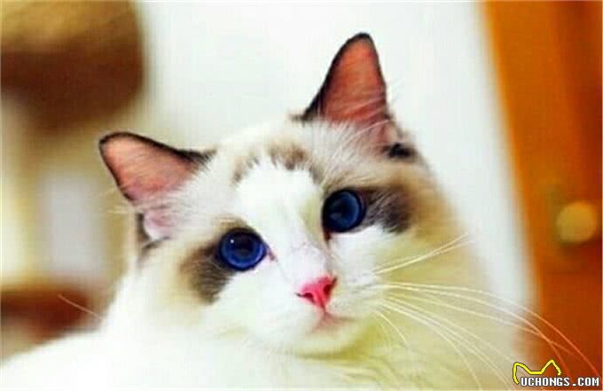 最受欢迎的六种宠物猫，第一名永远活在痛苦中