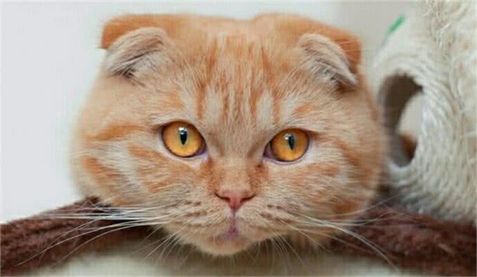 最受欢迎的六种宠物猫，第一名永远活在痛苦中