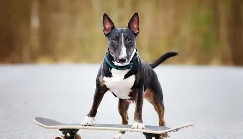 百科|牛头梗，汪生彪悍的大头骑士