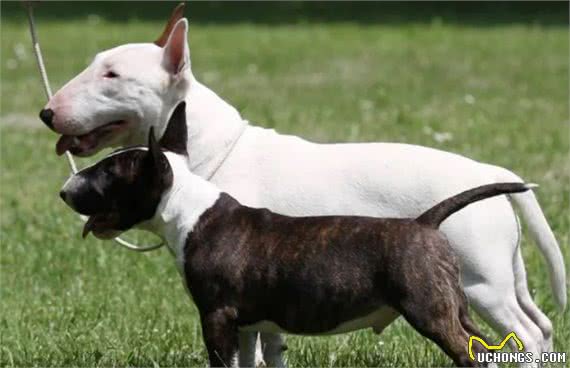 百科|牛头梗，汪生彪悍的大头骑士