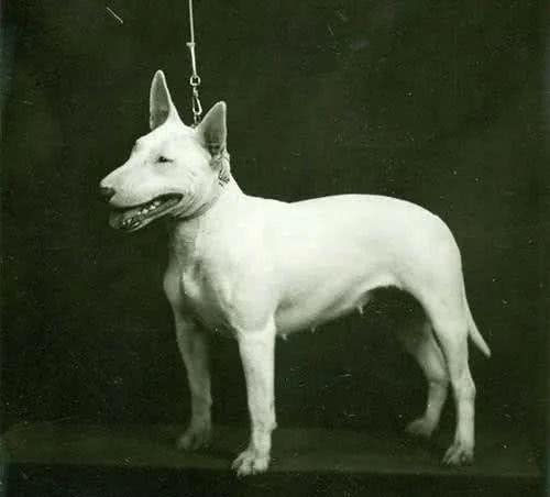 百科|牛头梗，汪生彪悍的大头骑士