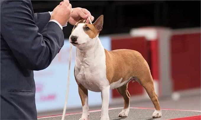 百科|牛头梗，汪生彪悍的大头骑士