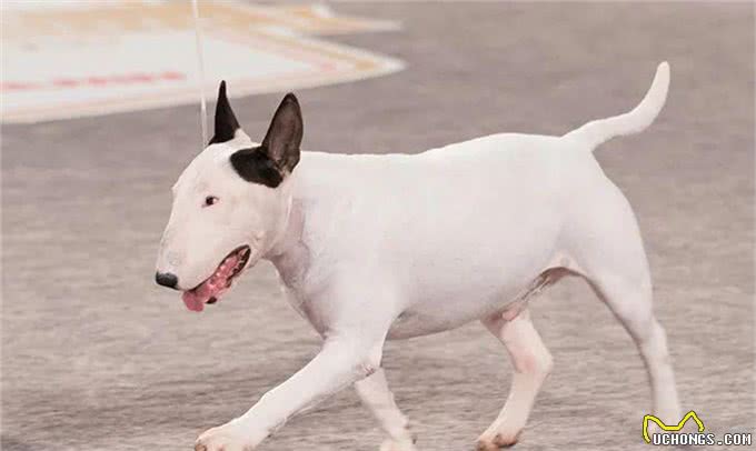 百科|牛头梗，汪生彪悍的大头骑士