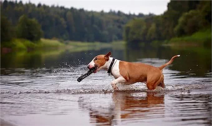 百科|牛头梗，汪生彪悍的大头骑士