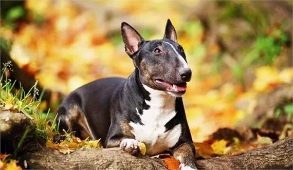 百科|牛头梗，汪生彪悍的大头骑士