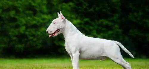 百科|牛头梗，汪生彪悍的大头骑士