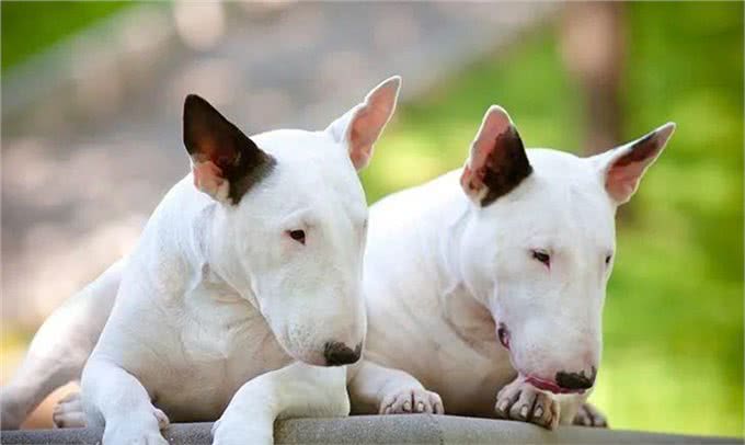 百科|牛头梗，汪生彪悍的大头骑士