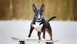 百科|牛头梗，汪生彪悍的大头骑士