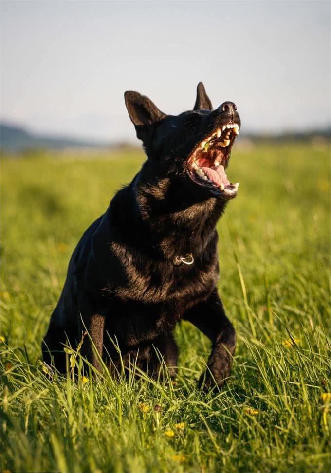 为什么狗狗有时会连续不断的叫唤，可能有这三个原因