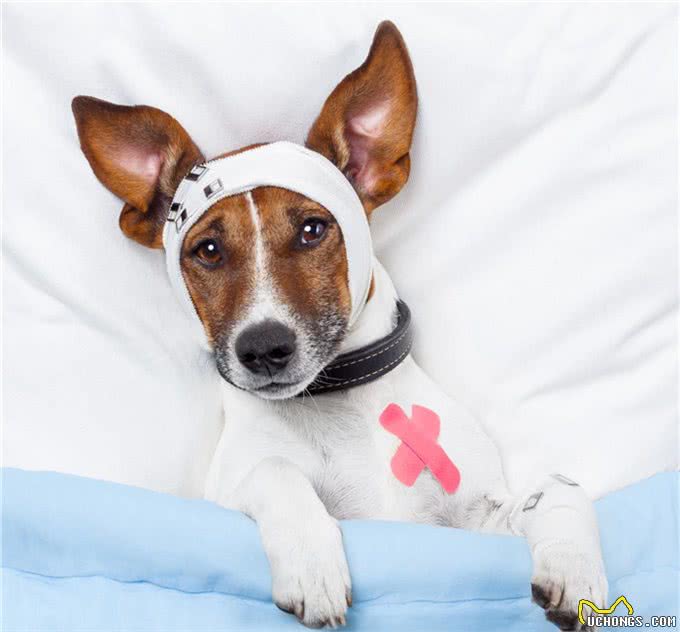 为什么狗狗有时会连续不断的叫唤，可能有这三个原因