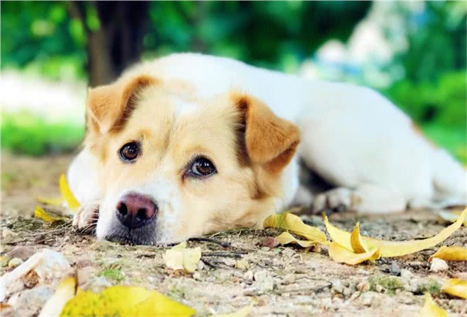 为什么狗狗有时会连续不断的叫唤，可能有这三个原因