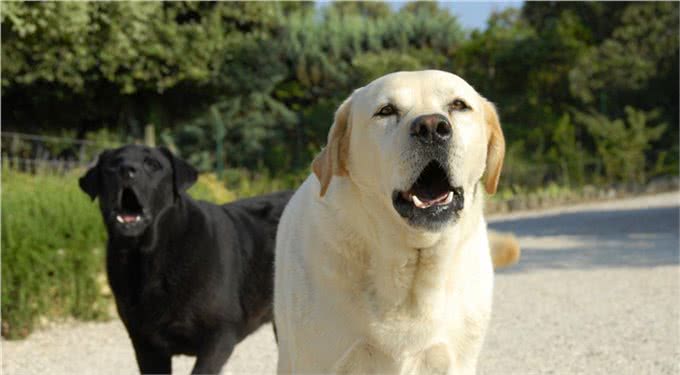 为什么狗狗有时会连续不断的叫唤，可能有这三个原因