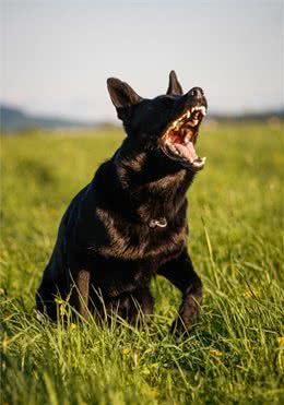 为什么狗狗有时会连续不断的叫唤，可能有这三个原因