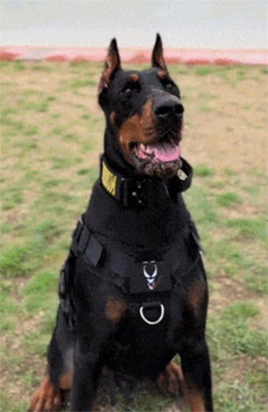 你以为的杜宾vs现实中的杜宾，汪设彻底崩塌了!