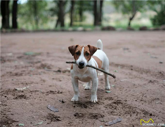 狗狗行为解密：摇尾巴的狗不一定快乐?这些肢体语言你要知道