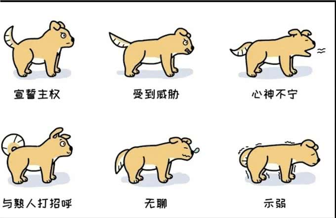 狗狗行为解密:摇尾巴的狗不一定快乐?这些肢体语言你要知道